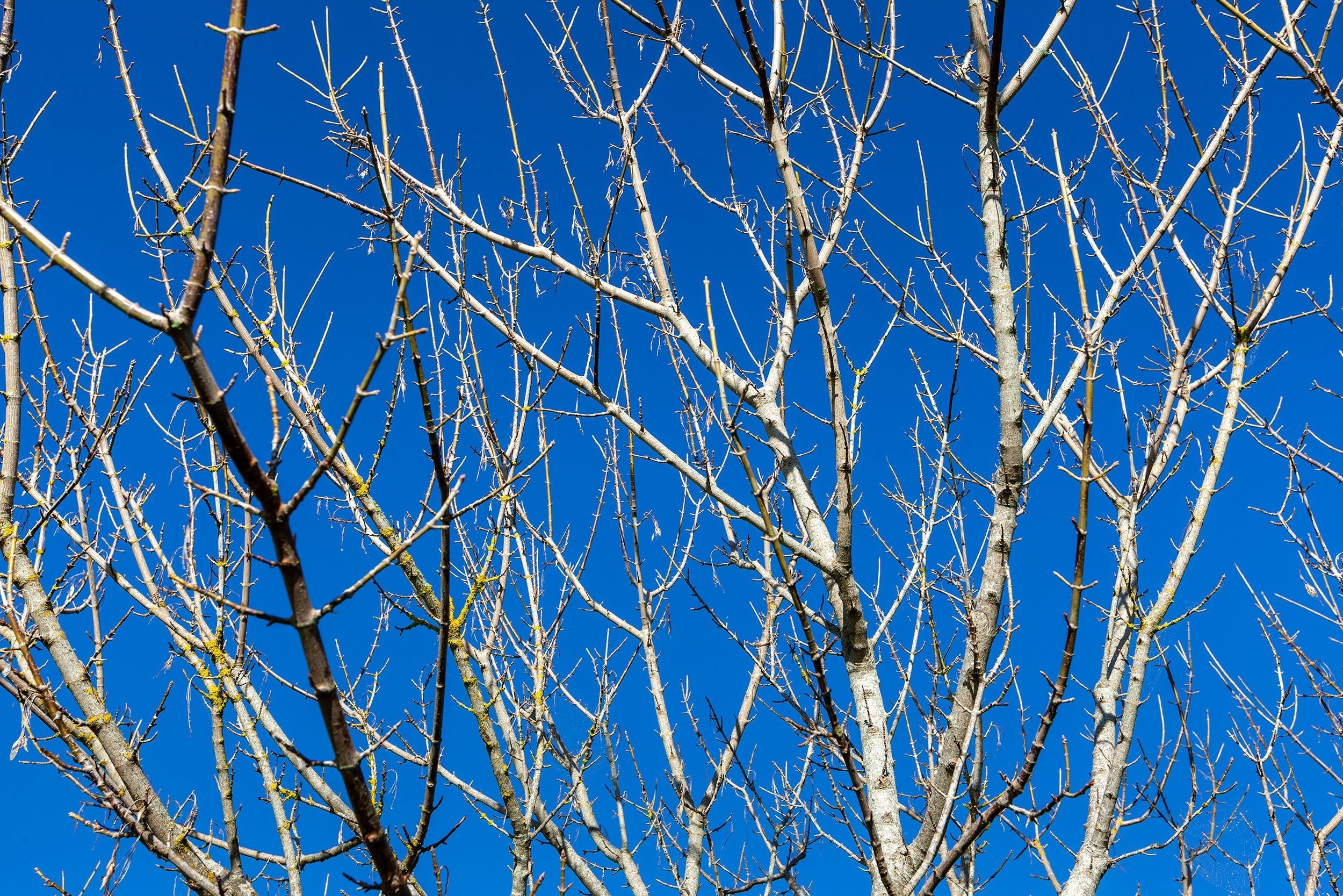 Kaipara Autumn Branches