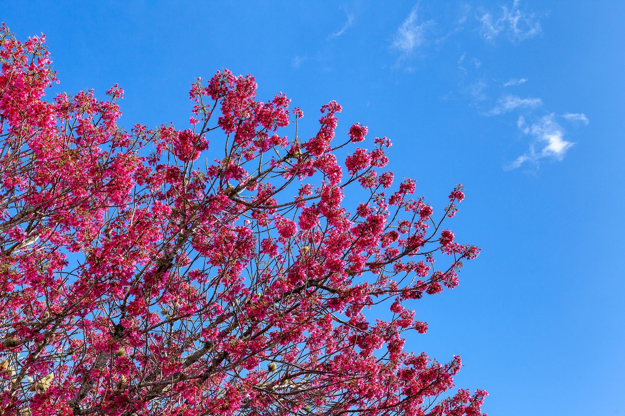 Kaipara Spring Blossoms