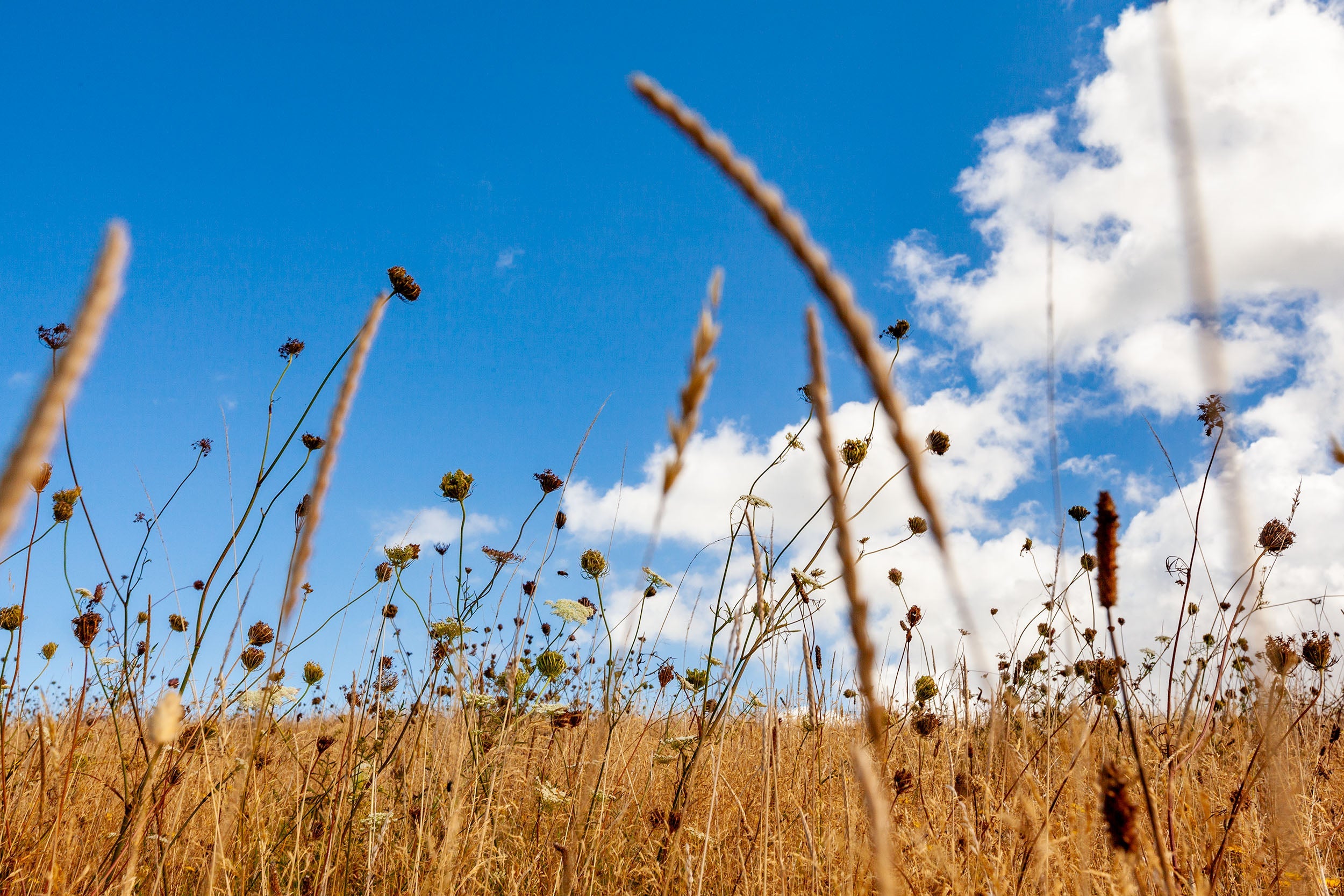 Hukatere Fields Art Paper Poster