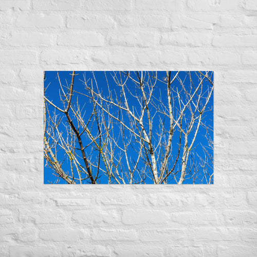 Kaipara Autumn Branches Art Paper Poster