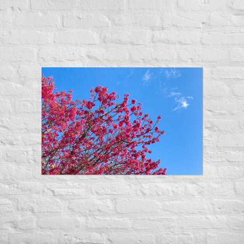 Kaipara Spring Blossoms Art Paper Poster