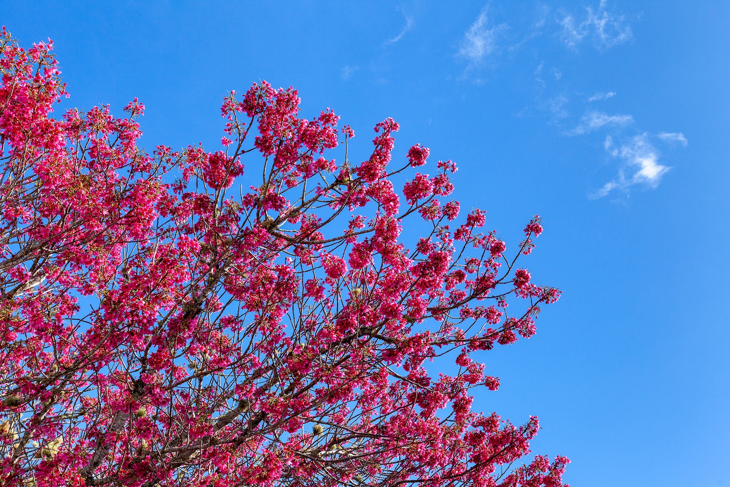 Kaipara Spring Blossoms Art Paper Poster