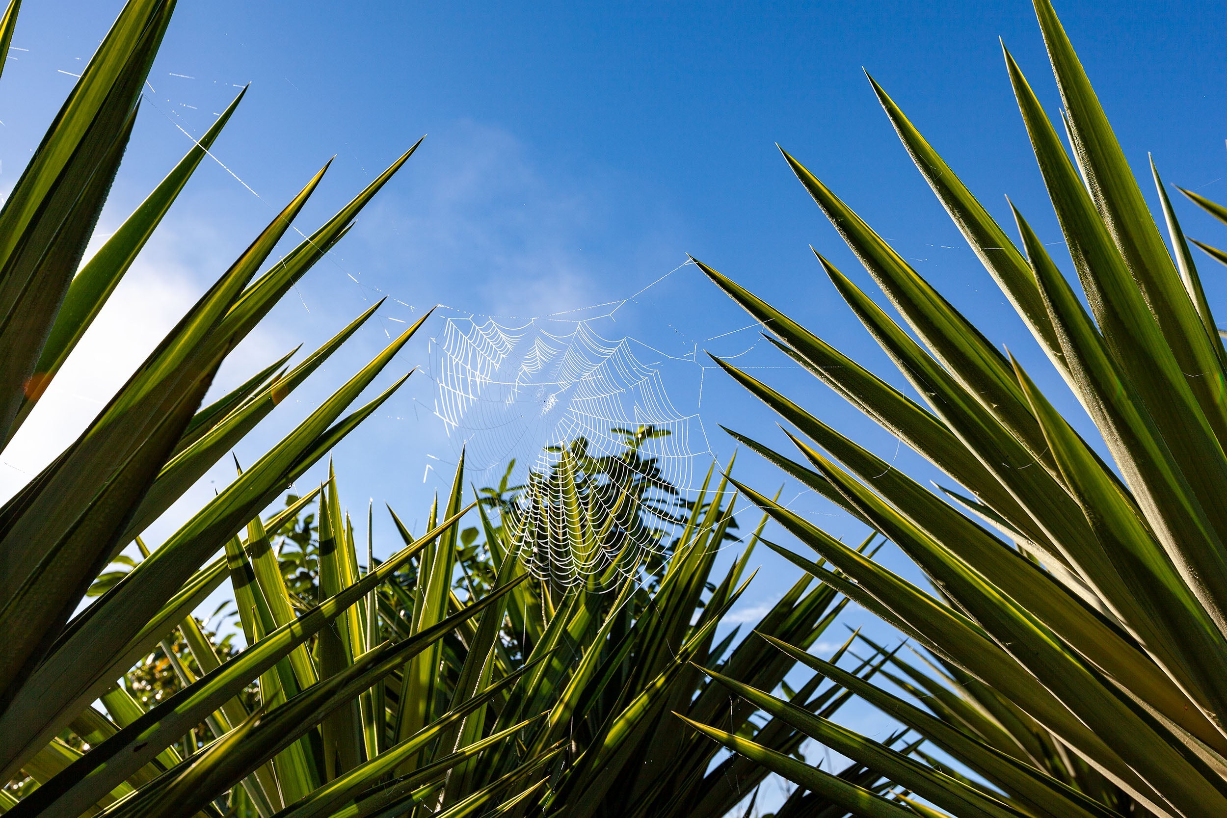 Matakohe Palm Web Art Paper Poster