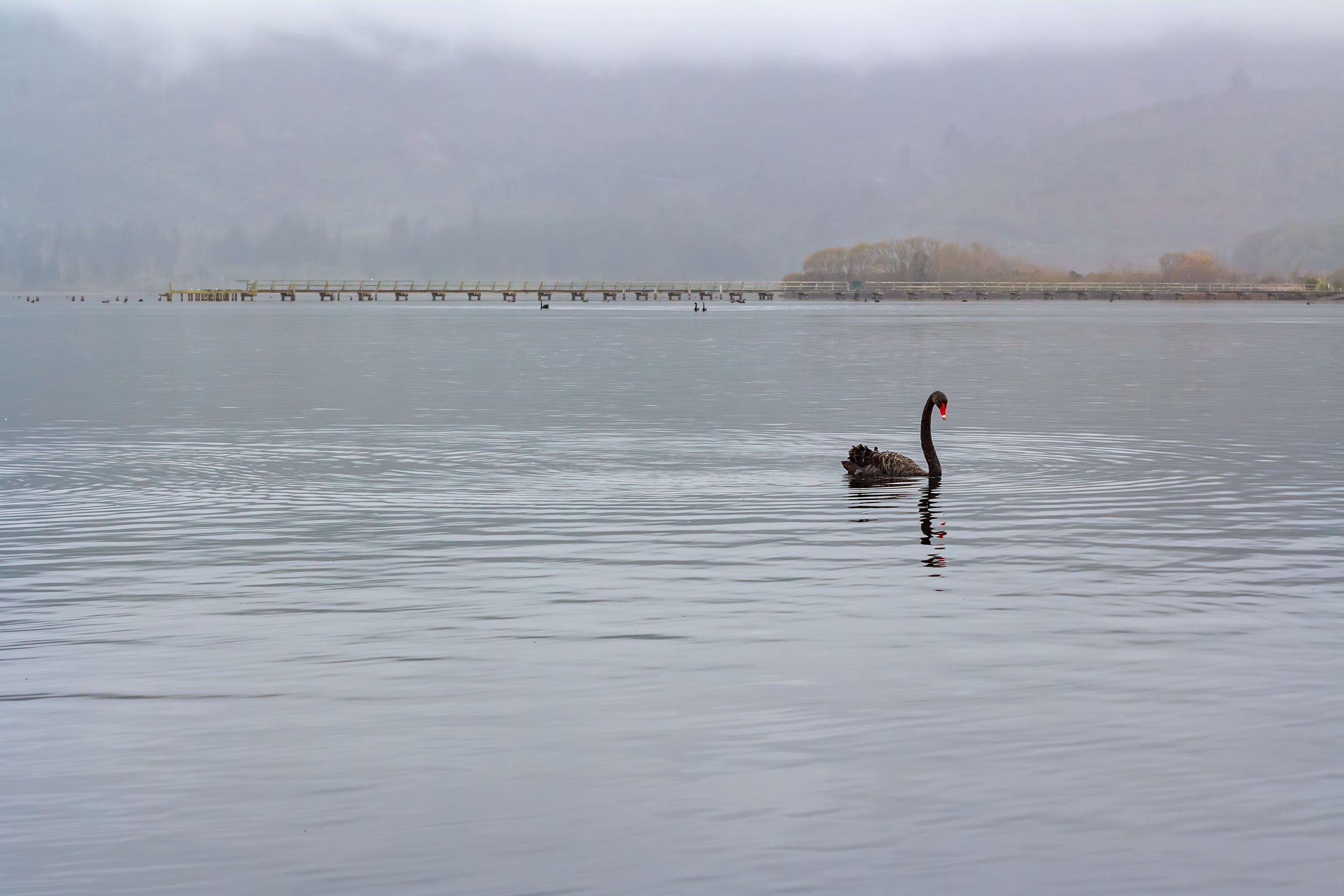 Turangi Swan Art Paper Poster